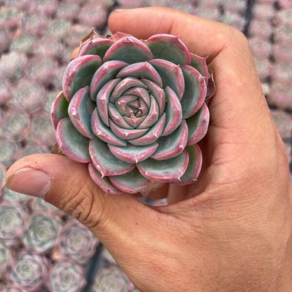 187. Echeveria ‘silhouette’