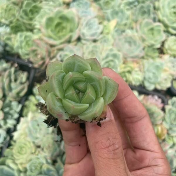 048. Echeveria malgan