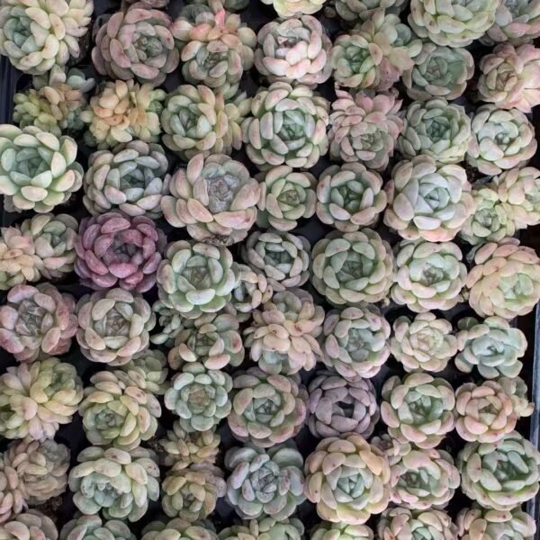 065. Echeveria ‘White Lotus’