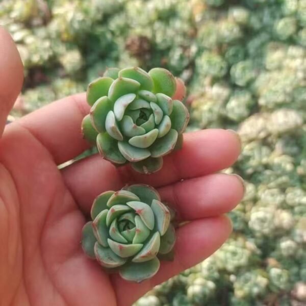 181. Echeveria ‘Ben Badis’
