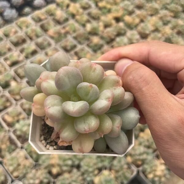 038. Echeveria ‘Blue Bird’