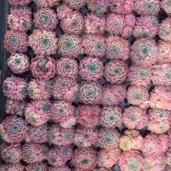174. Echeveria ‘Red hole’