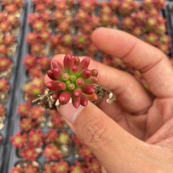 080. Sedum × rubrotinctum R.T.Clausen