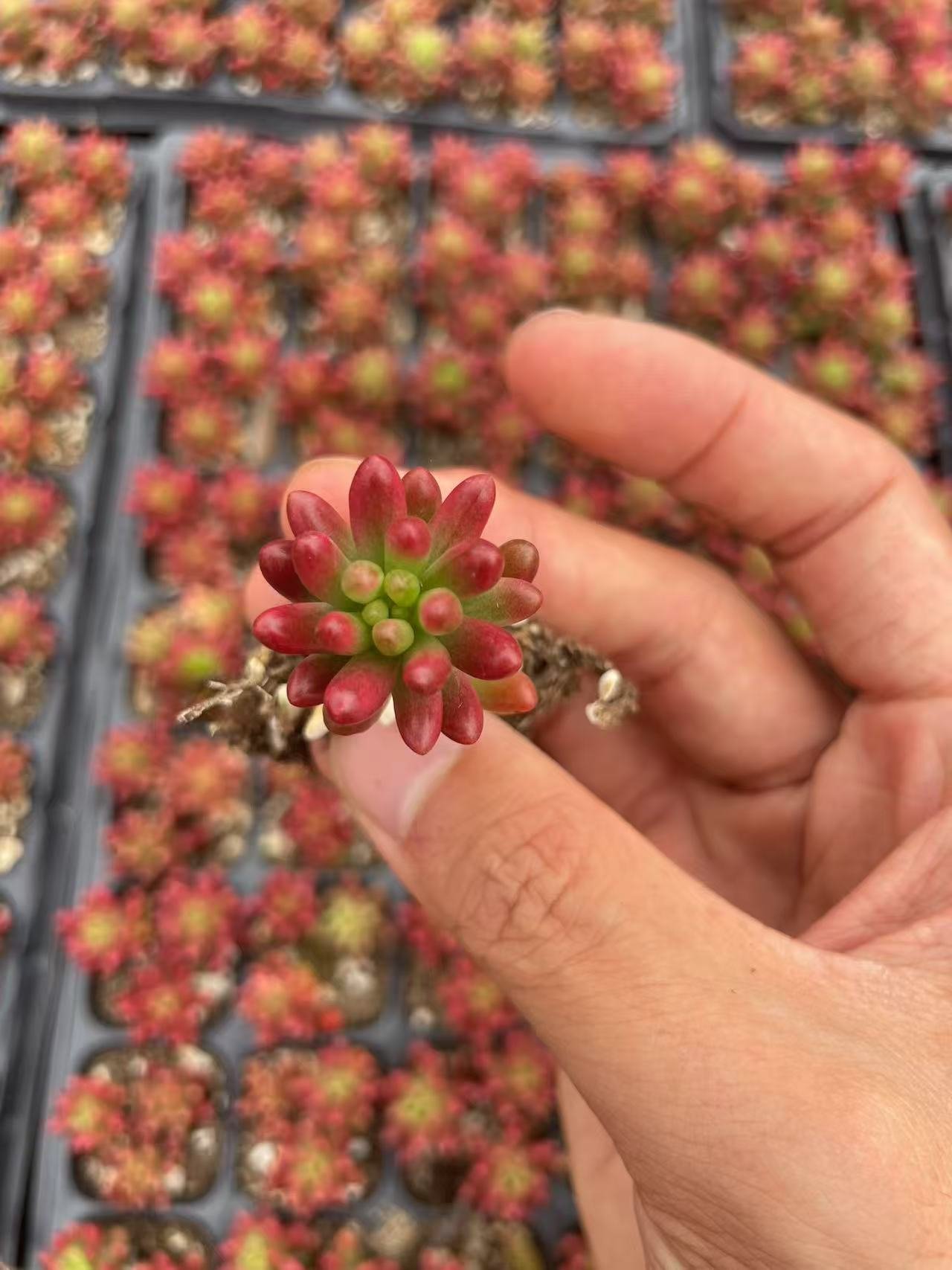Sedum × rubrotinctum R.T.Clausen