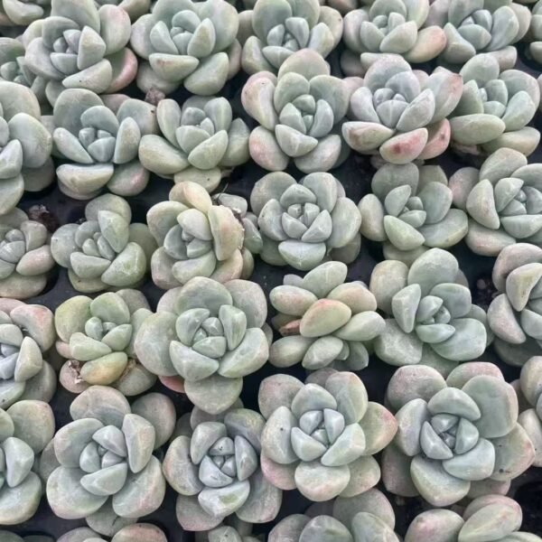143. Echeveria ‘Ice green’
