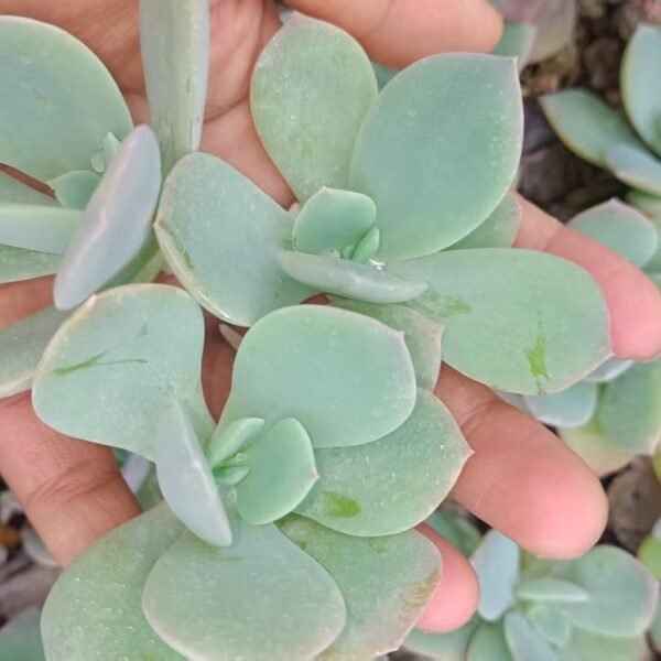 197. Echeveria ‘Hakuhou’