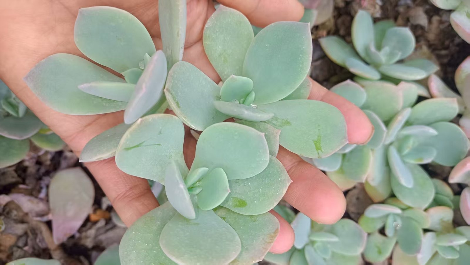 Echeveria 'Hakuhou'
