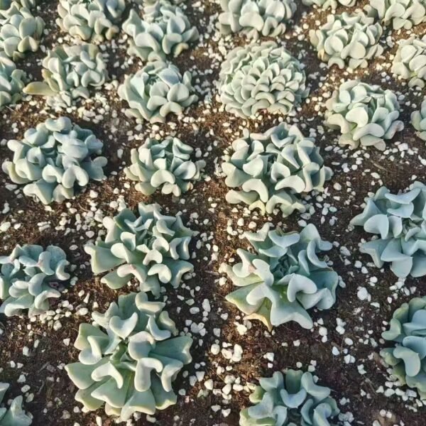 137. Echeveria runyonii ‘Topsy Turvy’