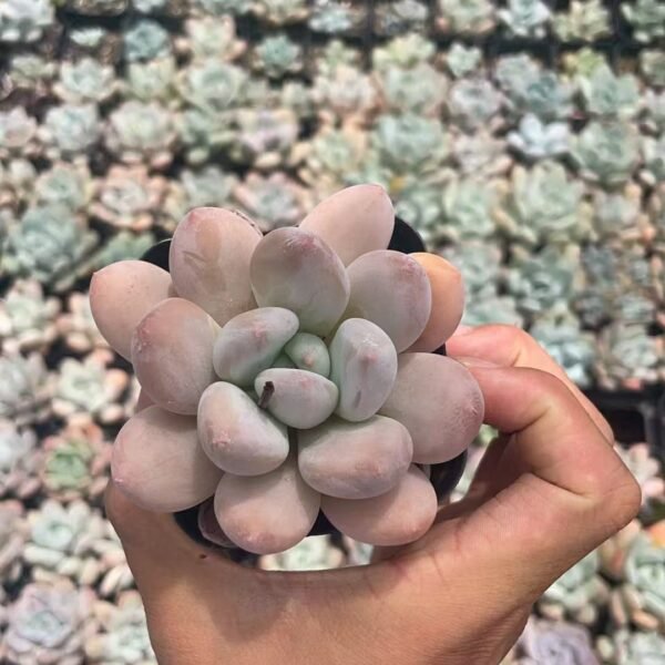 036. Echeveria ‘Champagne’