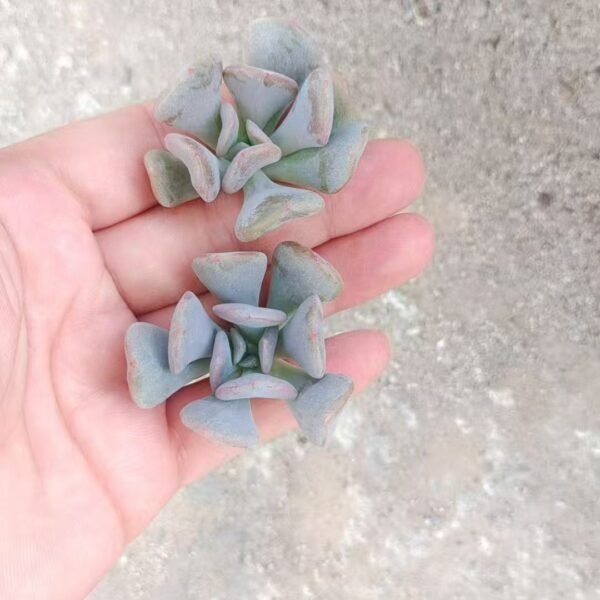 183. Echeveria ‘Snow elf’