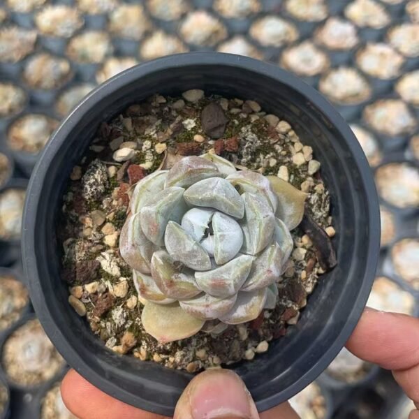 129. Echeveria ‘Tynie Burger’
