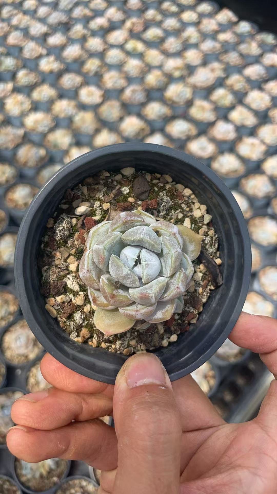 Pachyphytum cv. Frevel