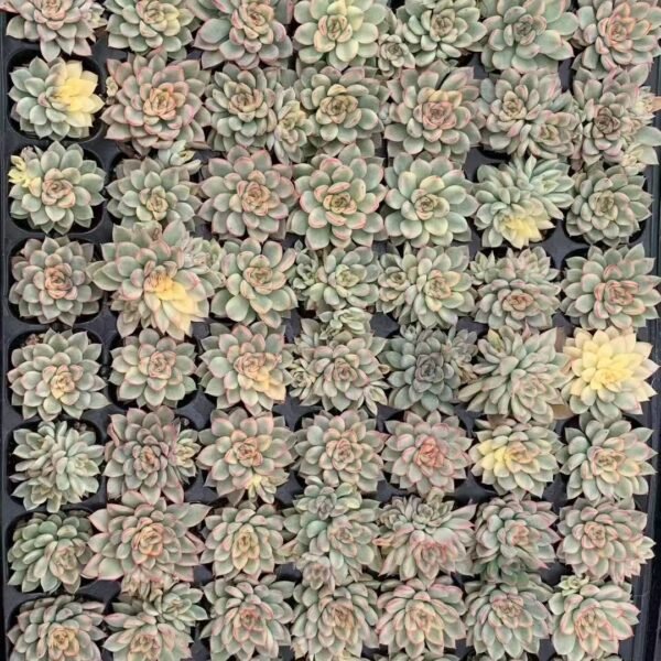 150. Echeveria ‘Mebina’ f. variegata