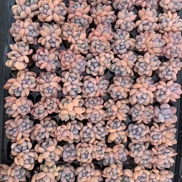 188. Echeveria ‘Ice green’