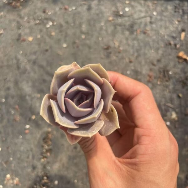 187. Echeveria ‘Perle von Nürnberg’