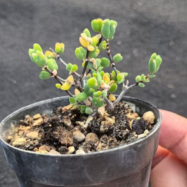 007. Echeveria ‘Shrimp Claw’
