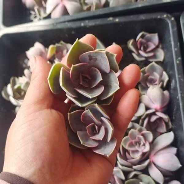030. Echeveria ‘Perle von Nürnberg’
