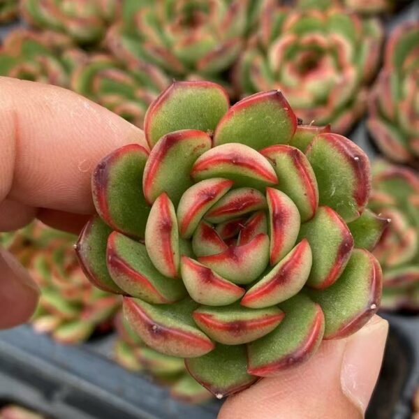 172. Echeveria ‘Puli-lindsayana’