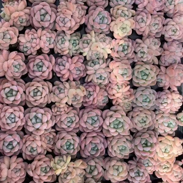 045. Echeveria “Houmeng”