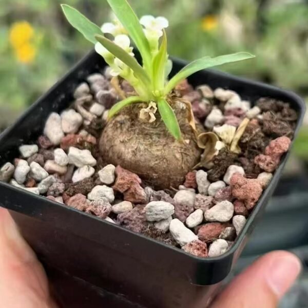 008. Euphorbia itremensis