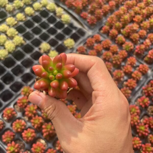 166. Sedum × rubrotinctum R.T.Clausen