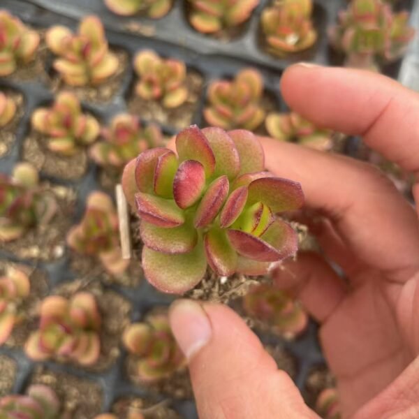 056. Crassula ovata ‘Minima’