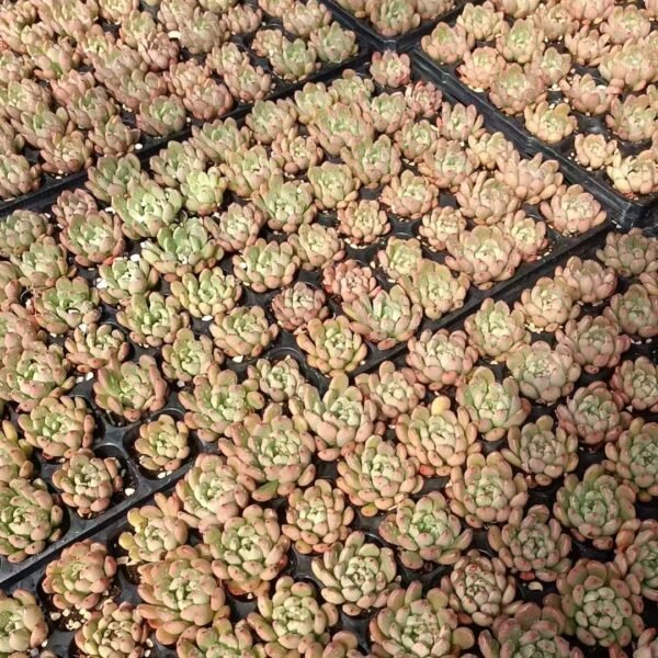 157. Sedeveria ‘Pink Ruby’