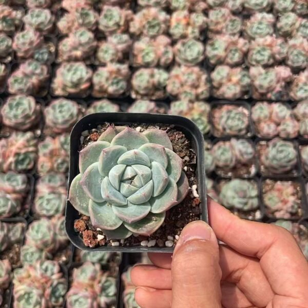 052. Echeveria ‘Alba Beauty’