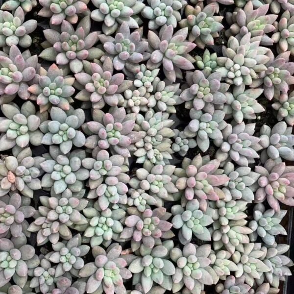 039. Pachyveria ‘Angel’s Finger’