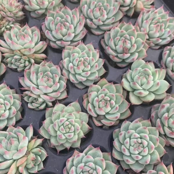 018. Echeveria ‘Bai Ji’