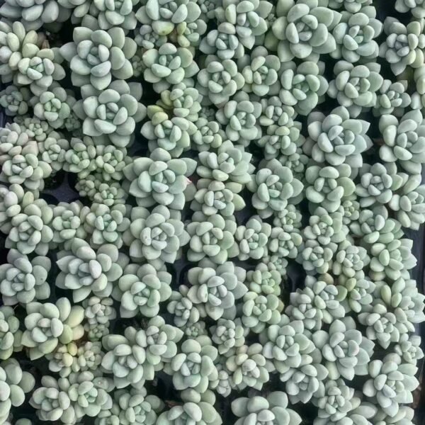 094. Pachyphytum ‘Bubble Gum’ Facebook