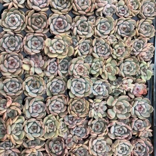 201. Echeveria ‘Red Love’