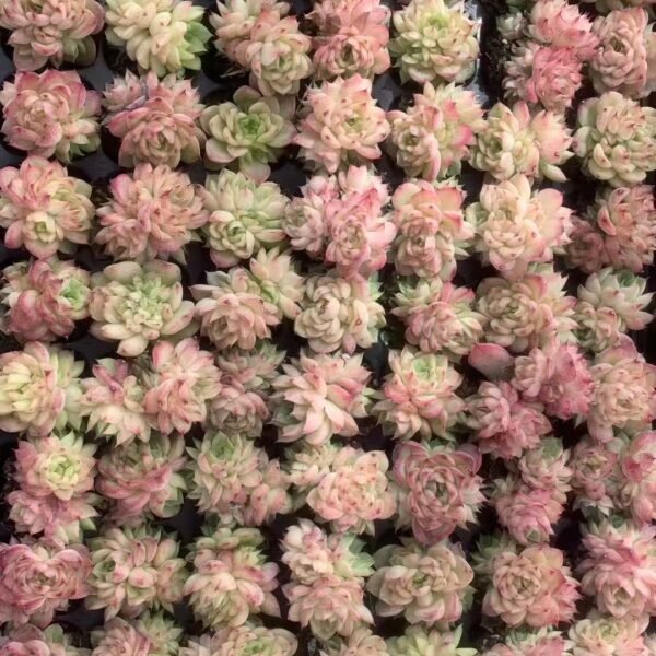137. Echeveria cv. Black Swan