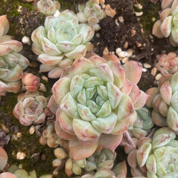 017. Echeveria ‘Apparition