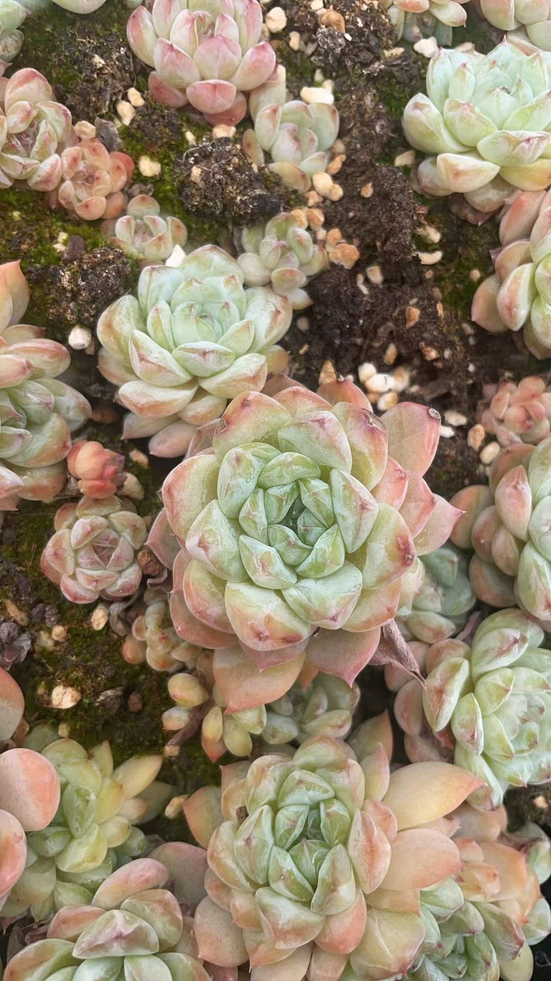Echeveria 'Apparition
