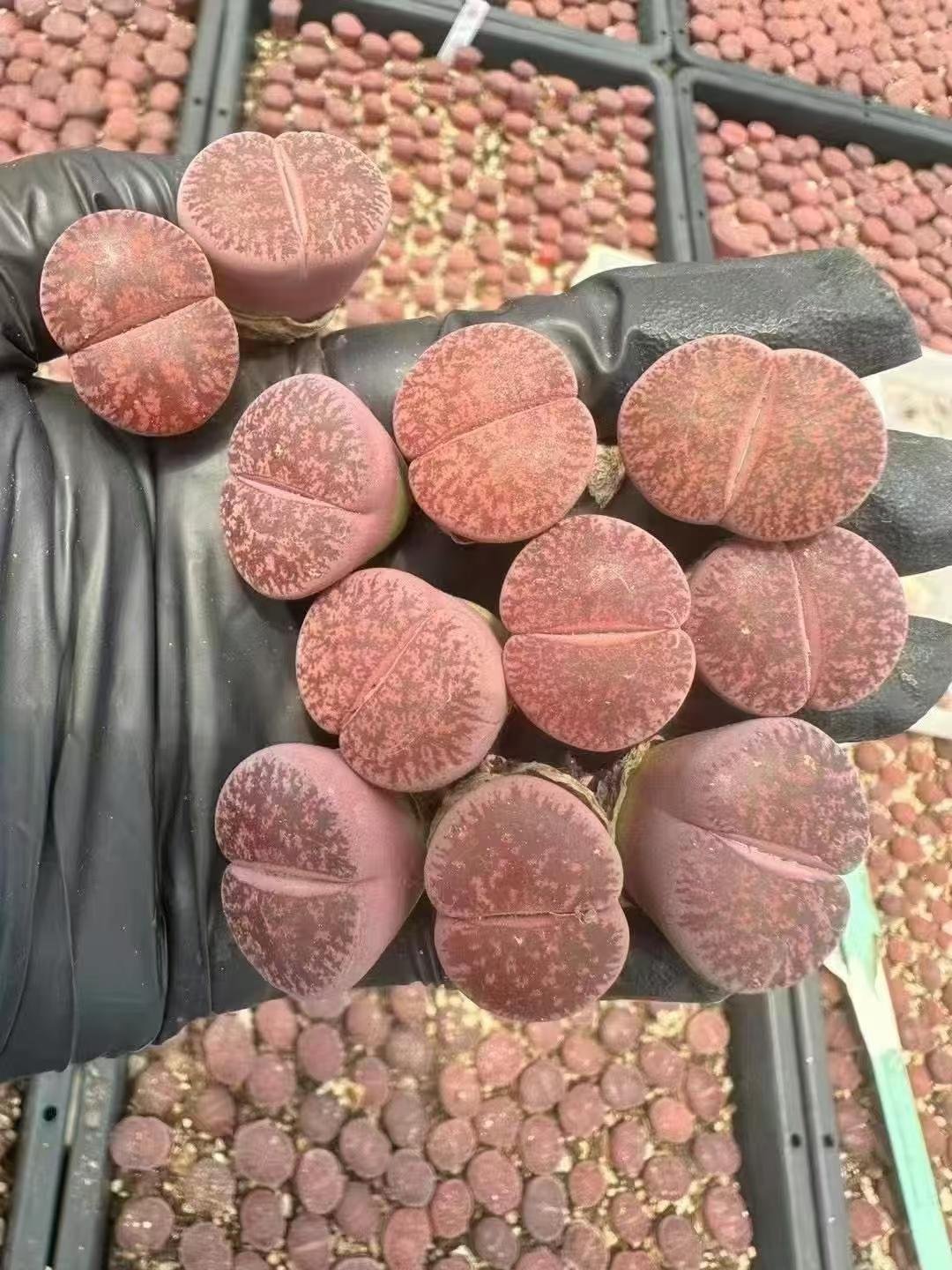 酒红紫薰