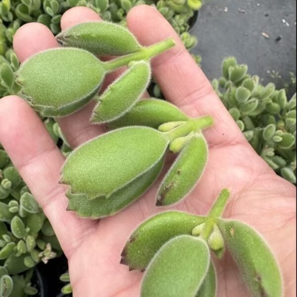 160. Cotyledon tomentosa