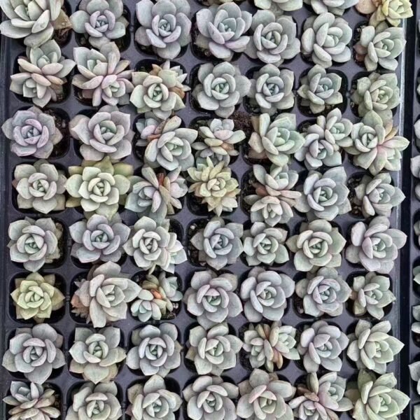 118. Echeveria ‘Gerhard Koehres’ Shopee Malaysia