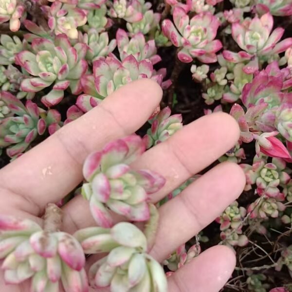 177. Echeveria ‘Minibelle Variegata’