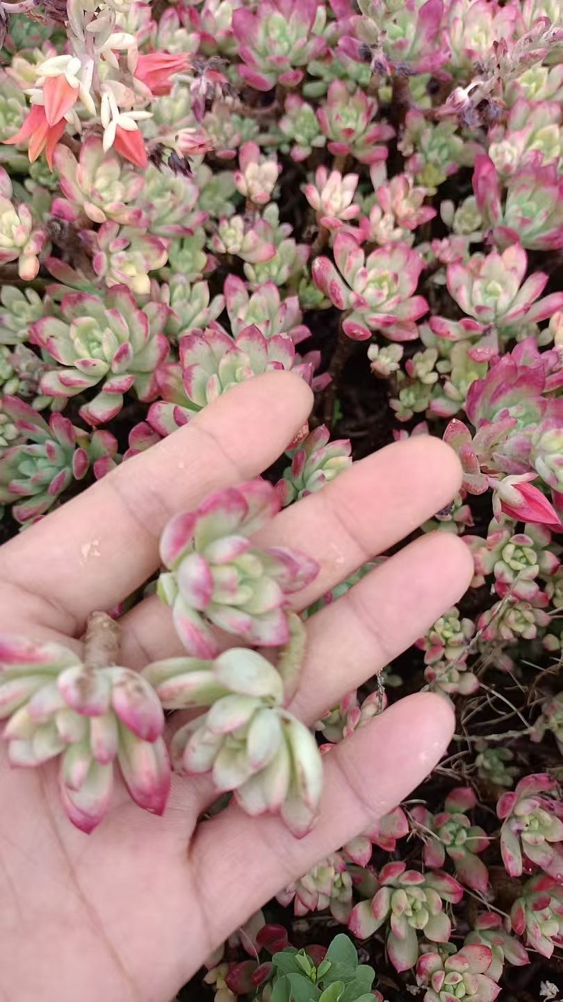 Echeveria 'Minibelle Variegata'