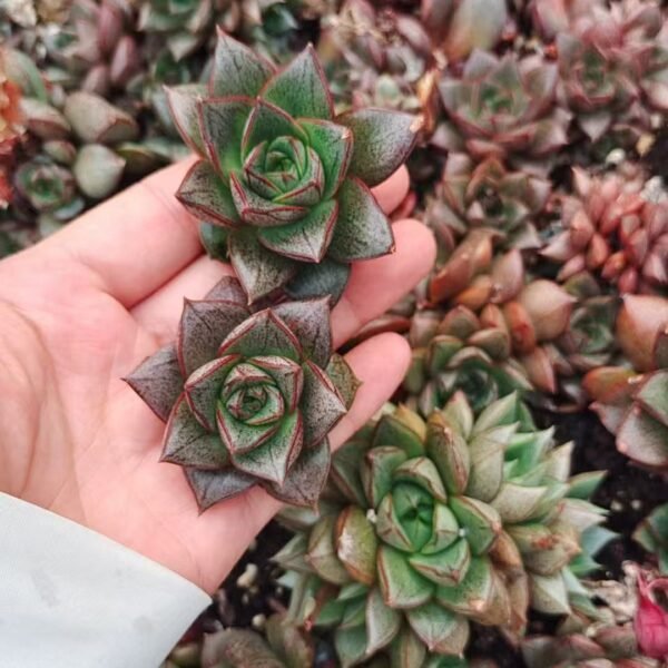 112. Echeveria purpusorum Berger