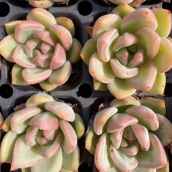 190. Echeveria ‘Champagne’