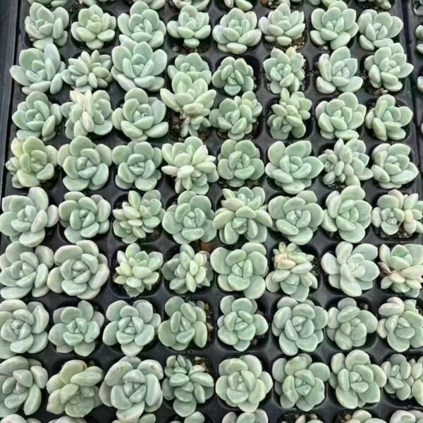 085. Echeveria ‘Ice green’