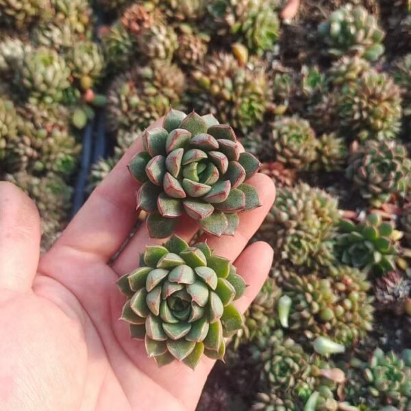 033. Echeveria Purpusorumcv.