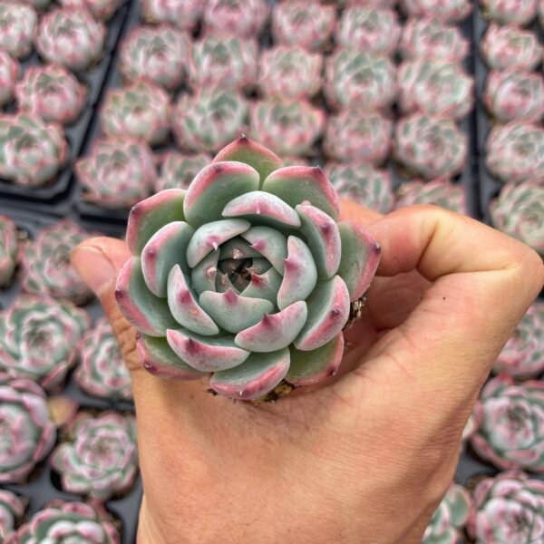 101. Echeveria chihuahuaensis