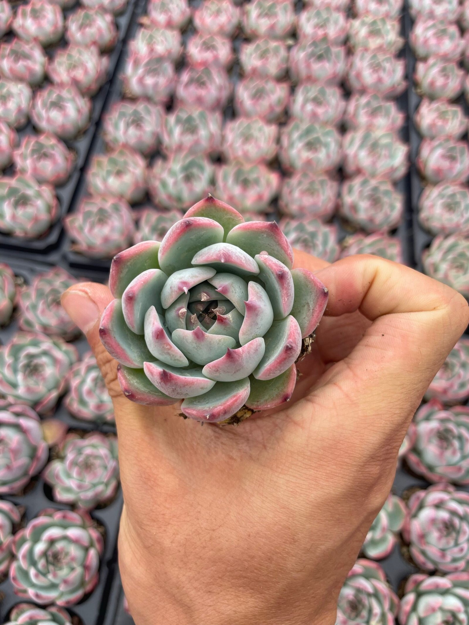 Echeveria chihuahuaensis