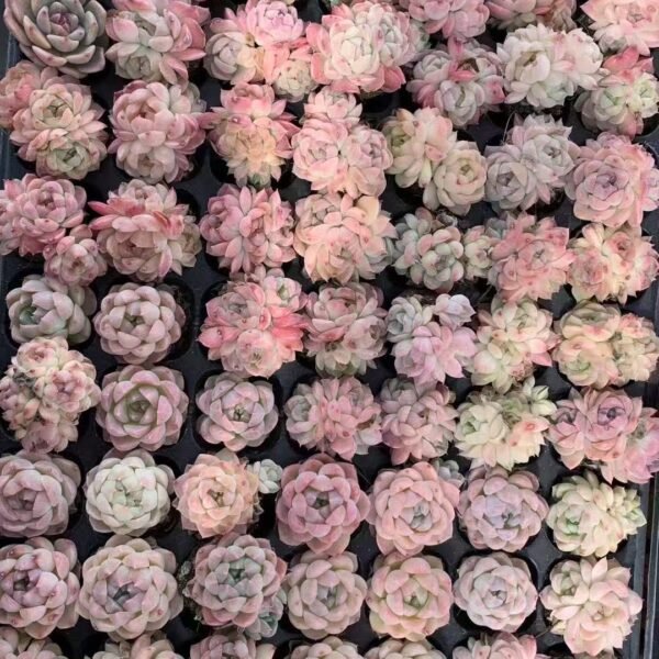 078. Echeveria White Peach