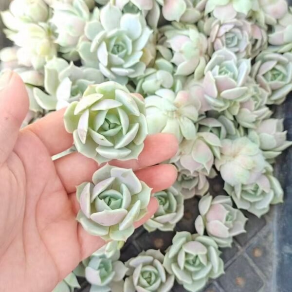 007. Echeveria ‘Lola’