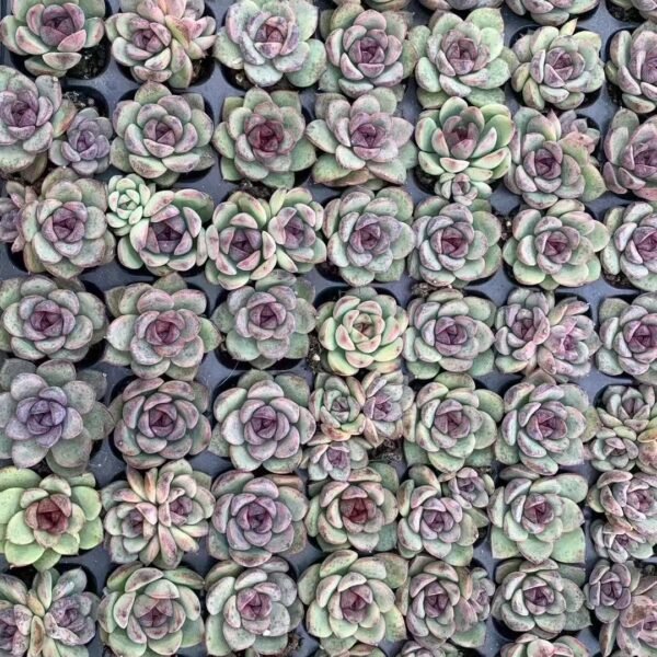 015. Echeveria ‘Black Crystal’