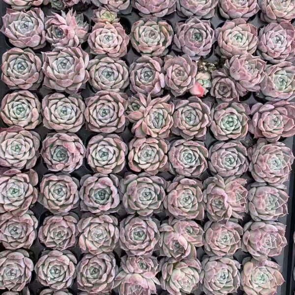 135. Echeveria ‘Poseidon’